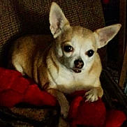 Chloe is registered to the contest to win money with this photo: dog, chihuahua, small_dog, pet, animal, indoor, chair, plush_toy, red_toy, brown_chair, cute, ears, furry, pet_toy, relaxed, resting, looking, companion, domestic, animal_portrait