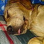 dog, sleeping, golden_retriever, bed, pillow, blanket, tongue_out, close_up, indoor, cozy, cute, pet, animal, relaxed, fur, rest, yellow, patterned, soft, comfort