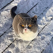 Ugoh a rejoint le concours — aidez-le/la à gagner de superbes lots ! cat, snow, paw_prints, footprints, wooden_deck, outdoor, animal, pet, feline, gray_cat, white_fur, amber_eyes, curious, winter, cold, sunlight, shadow, fur, sitting, looking_up