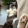 cat, grey_and_white, paws, lying_down, indoor, couch, plant, fur, cute, pet, relaxed, cozy, whiskers, pink_paw_pads, feline, home, curious, soft, animal, mammal