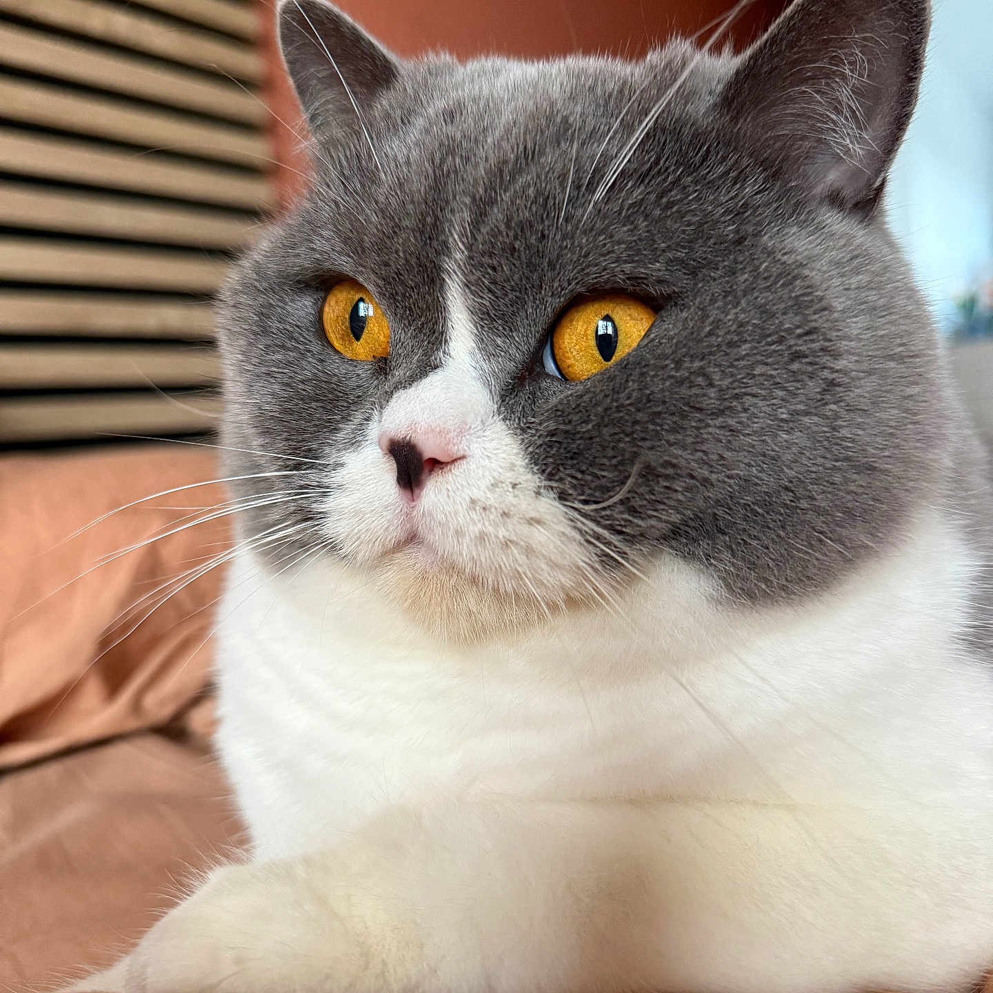 Ugoh a rejoint le concours — aidez-le/la à gagner de superbes lots ! animal, bed, blanket, cat, close_up, cute, domestic_animal, feline, fluffy, fur, golden_eyes, grey_cat, indoor, mammal, pet, portrait, relaxed, resting, whiskers, white_cat