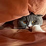 Ugoh participe au concours pour gagner de l'argent avec cette photo : cat, gray_cat, white_paw, amber_eyes, blanket, cozy, indoor, pet, feline, resting, cute, fur, whiskers, closeup, comfort, nap, soft, warm, animal, hidden
