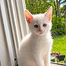 cat, kitten, white_cat, fluffy, pet, animal, sitting, windowsill, window, indoors, outdoors, garden, trees, greenery, blue_sky, portrait, close_up, cute, whiskers, sunlight