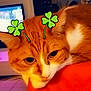 animal, architecture, building, cat, computer, computerhardware, computerkeyboard, couch, electronics, furniture, hardware, indoors, kitten, laptop, livingroom, monitor, pc, pet, screen, tv