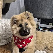 Léo participe au concours pour gagner de l'argent avec cette photo : dog, puppy, cat, bandana, polka_dot, fluffy, hardwood_floor, pet_bed, cat_tree, sleeping_cat, indoor, cozy, curtain, chair, poster, furniture, paws, closeup, neutral_background, playful