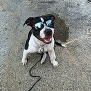 Ringo Gonzalez is registered to the contest to win money with this photo: dog, canine, pet, black_and_white, sunglasses, mirrored_glasses, leash, collar, chain_collar, sitting, smile, tongue, teeth, pavement, concrete, shadow, leash_clip, reflection, outdoor, close_up