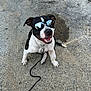dog, canine, pet, black_and_white, sunglasses, mirrored_glasses, leash, collar, chain_collar, sitting, smile, tongue, teeth, pavement, concrete, shadow, leash_clip, reflection, outdoor, close_up