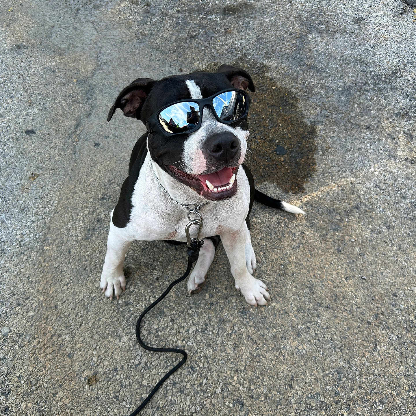 Ringo Gonzalez is registered to the contest to win money with this photo: black_and_white, canine, chain_collar, close_up, collar, concrete, dog, leash, leash_clip, mirrored_glasses, outdoor, pavement, pet, reflection, shadow, sitting, smile, sunglasses, teeth, tongue