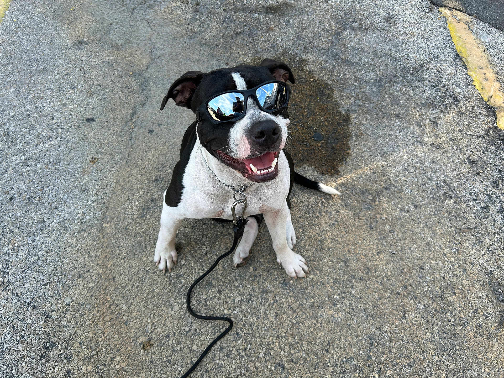 Ringo Gonzalez is registered to the contest to win money with this photo: dog, canine, pet, black_and_white, sunglasses, mirrored_glasses, leash, collar, chain_collar, sitting, smile, tongue, teeth, pavement, concrete, shadow, leash_clip, reflection, outdoor, close_up