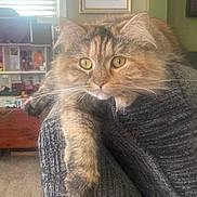 Woowoo joined the competition — help win amazing prizes! cat, pet, feline, tortoiseshell_cat, couch, armrest, living_room, portrait, framed_photo, window_blinds, cozy, whiskers, fur, yellow_eyes, indoor, furniture, carpet, toy_shelf, relaxed, close_up