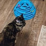 animal, ball_toy, blue_toy, bookshelf, carpet, cat, cozy, dvd_cases, feline, flooring, footwear, home, indoor, pet, pink_slippers, rug, shelf, slippers, tortoiseshell_cat, wooden_floor