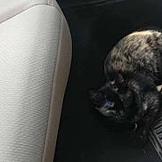 Tye Dye joined the competition — help win amazing prizes! animal, beige, black, car_interior, car_seat, carpet, cat, compact, cozy, curled_up, feline, floor_mat, indoor, pet, quiet, resting, seat, sleeping, tortoiseshell_cat, vehicle