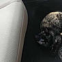 animal, beige, black, car_interior, car_seat, carpet, cat, compact, cozy, curled_up, feline, floor_mat, indoor, pet, quiet, resting, seat, sleeping, tortoiseshell_cat, vehicle