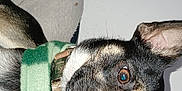 Enzo is registered to the contest to win money with this photo: animal, black, brown, closeup, collar, cozy, cute, dog, ears, flash, fur, indoor, looking, pet, playful, portrait, scarf, small_dog, texture, white