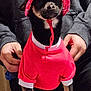 Enzo is registered to the contest to win money with this photo: animal, canine, casual, clothing, companion, cute, cute_pet, dog, fashion, hands, hat, hoodie, indoor, person, pet, pink_hat, portrait, red_shirt, sitting, small_dog