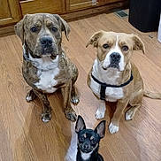 Enzo is registered to the contest to win money with this photo: black_dog, brown_dog, cabinet, collar, cute, dog, dogs, ears, floor, fur, harness, indoor, kitchen, looking_at_camera, medium_dog, pets, sitting, small_dog, trash_bin, wood_floor