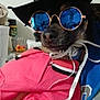 Enzo is registered to the contest to win money with this photo: accessory, animal, black_hat, blue_sunglasses, closeup, clothing, cute, dog, domestic_animal, fashion, hand, hat, holding, indoor, person, pet, pink_sweater, portrait, sunglasses, sweater