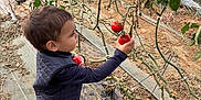 Tiago a rejoint le concours — aidez-le/la à gagner de superbes lots ! agriculture, child, clothing, curious, garden, green_leaves, greenhouse, harvest, kid, nature, outdoor, picking, plants, red_tomato, shoes, soil, standing, tomato, vegetables, vine