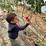 agriculture, child, clothing, curious, garden, green_leaves, greenhouse, harvest, kid, nature, outdoor, picking, plants, red_tomato, shoes, soil, standing, tomato, vegetables, vine