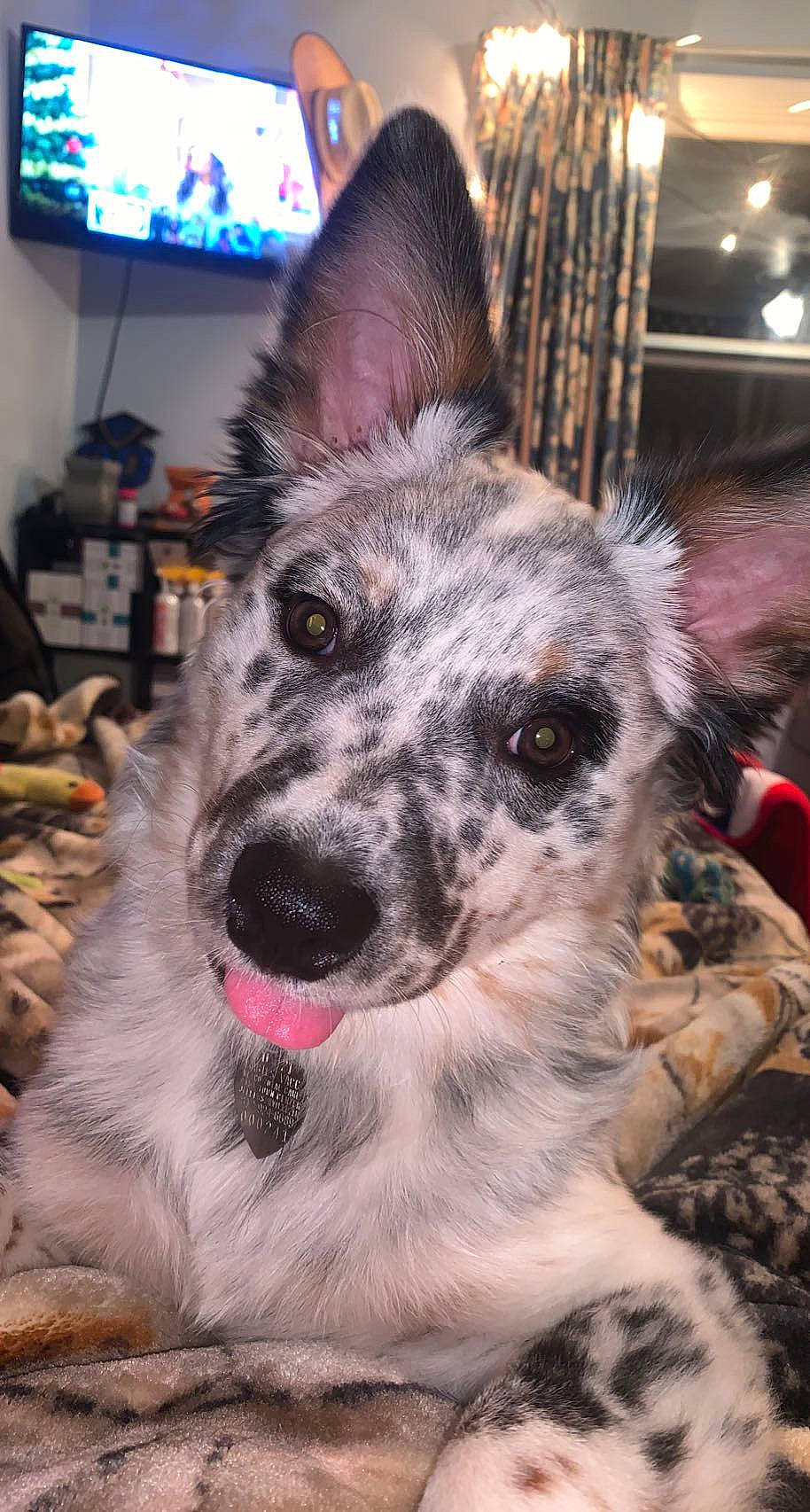 Dixie joined the competition — help win amazing prizes! australian_cattle_dog, cable_television, canidae, carnivore, collar, companion_dog, display_device, dog, dog_breed, fur, herding_dog, koolie, picture_frame, snout, sporting_group, television, terrestrial_animal, texas_heeler, whiskers, working_dog