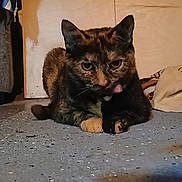 Saharah is registered to the contest to win money with this photo: cat, tortoiseshell, pet, animal, indoor, floor, speckled_floor, tongue_out, fur, ears, whiskers, paws, resting, cozy, dim_lighting, wooden_wall, bag, clothes, curious, cute