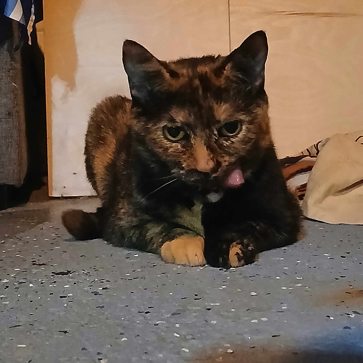 Saharah is registered to the contest to win money with this photo: animal, bag, cat, clothes, cozy, curious, cute, dim_lighting, ears, floor, fur, indoor, paws, pet, resting, speckled_floor, tongue_out, tortoiseshell, whiskers, wooden_wall
