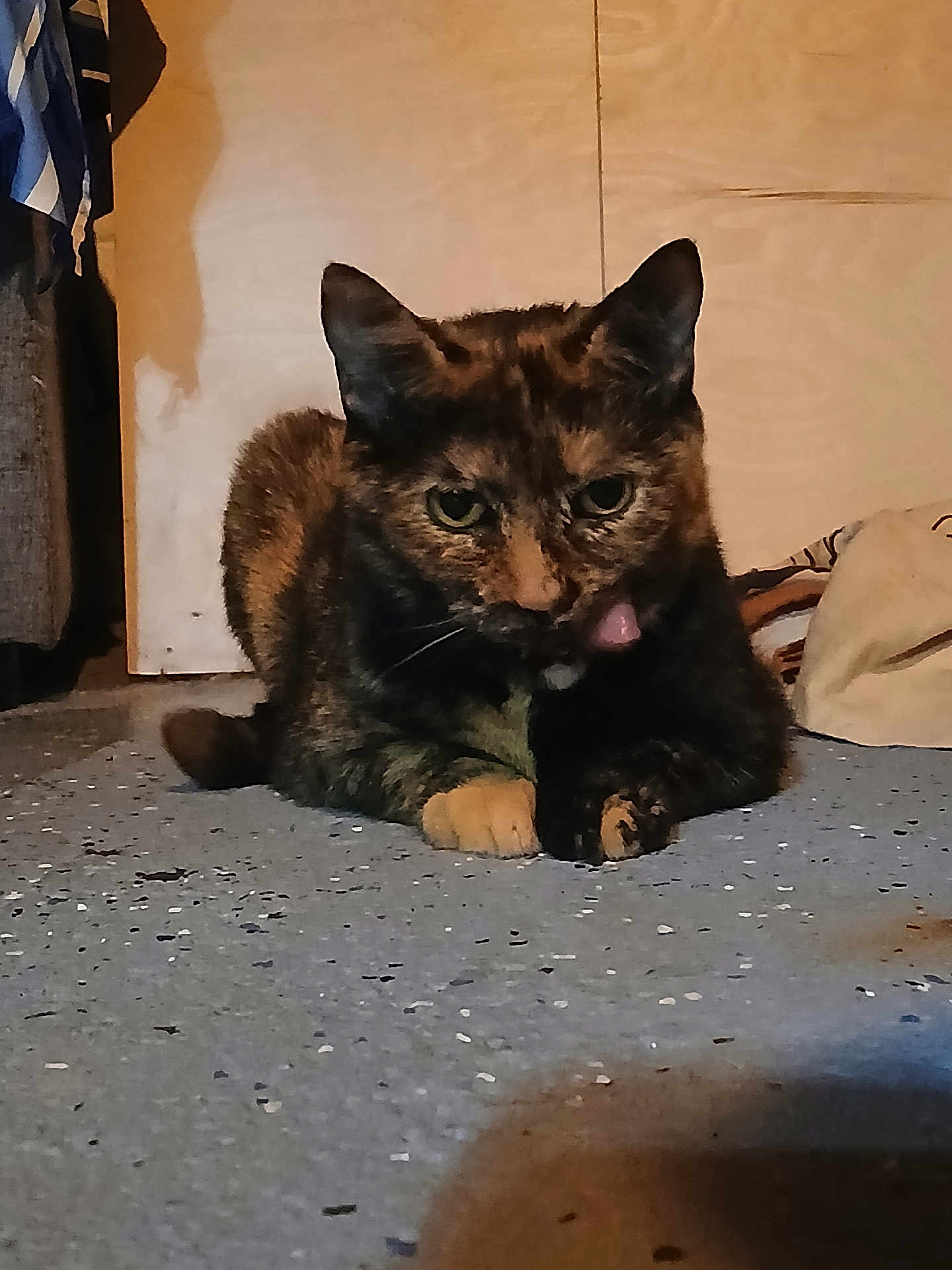 Saharah is registered to the contest to win money with this photo: cat, tortoiseshell, pet, animal, indoor, floor, speckled_floor, tongue_out, fur, ears, whiskers, paws, resting, cozy, dim_lighting, wooden_wall, bag, clothes, curious, cute
