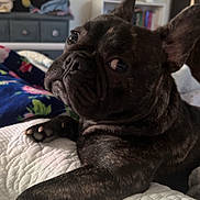 Chosen is registered to the contest to win money with this photo: animal, bed, blanket, brindle, canine, cozy, dog, ears, eyes, face, french_bulldog, furniture, home, indoor, looking, paw, pet, quilt, resting, side_eye