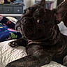 animal, bed, blanket, brindle, canine, cozy, dog, ears, eyes, face, french_bulldog, furniture, home, indoor, looking, paw, pet, quilt, resting, side_eye