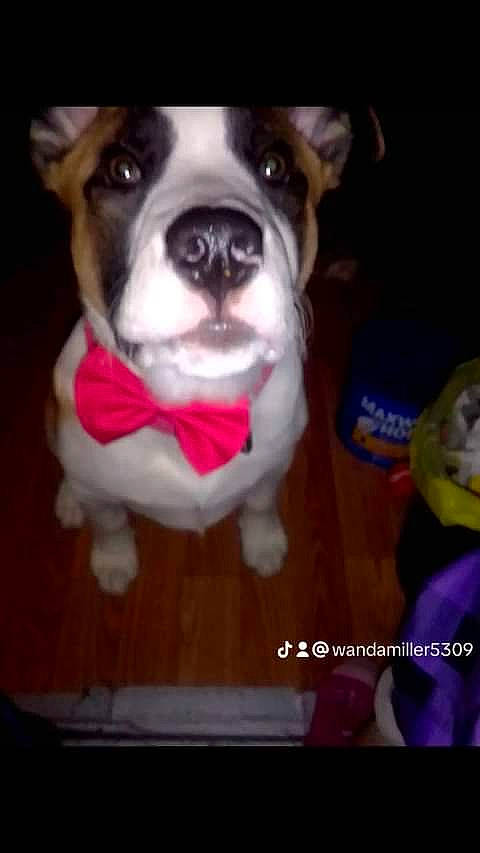 Jasper is registered to the contest to win money with this photo: canidae, carnivore, collar, companion_dog, dog, dog_breed, dog_collar, fawn, french_bulldog, fur, non_sporting_group, photo_caption, puppy_love, snout, sporting_group, toy, toy_dog, whiskers, working_animal, wrinkle