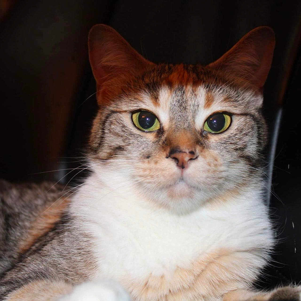Penny joined the competition — help win amazing prizes! abyssinian, angora, animal, cat, chair, couch, furniture, kitten, manx, pet, siamese