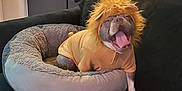 Jax is registered to the contest to win money with this photo: dog, pet, costume, lion_mane, yellow_shirt, pet_bed, couch, indoor, yawning, playful, fur, animal, cozy, living_room, decor, painting, funny, cute, tongue, canine