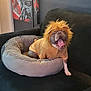 dog, pet, costume, lion_mane, yellow_shirt, pet_bed, couch, indoor, yawning, playful, fur, animal, cozy, living_room, decor, painting, funny, cute, tongue, canine