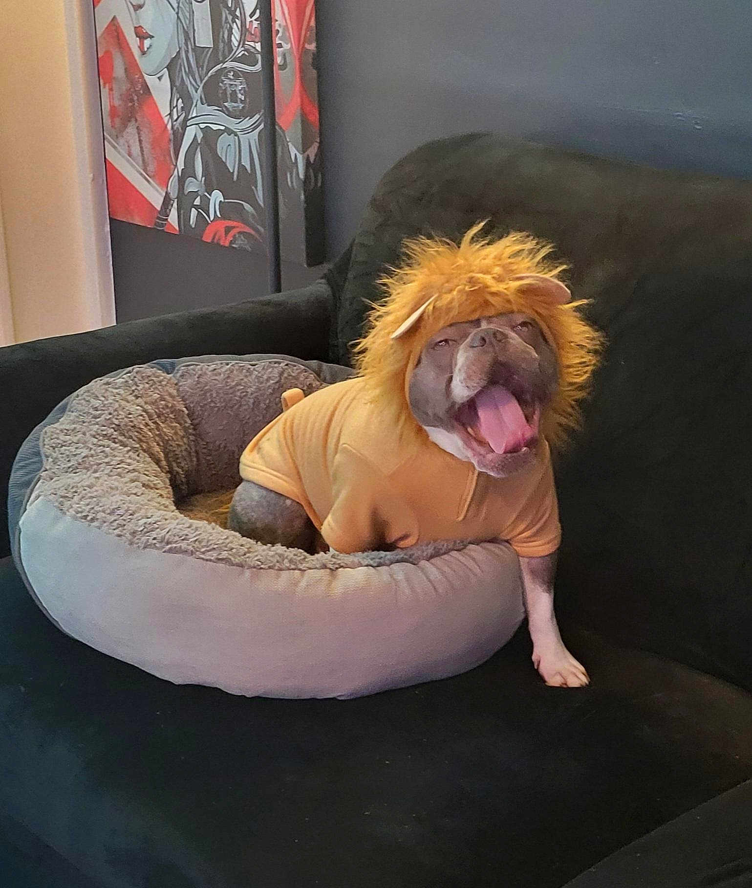Jax is registered to the contest to win money with this photo: dog, pet, costume, lion_mane, yellow_shirt, pet_bed, couch, indoor, yawning, playful, fur, animal, cozy, living_room, decor, painting, funny, cute, tongue, canine