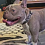 dog, french_bulldog, pet, indoor, collar, tongue_out, carpet, floor, animal, canine, domestic_animal, standing, ears_up, short_hair, cute, muzzle, side_view, happy, house, furniture
