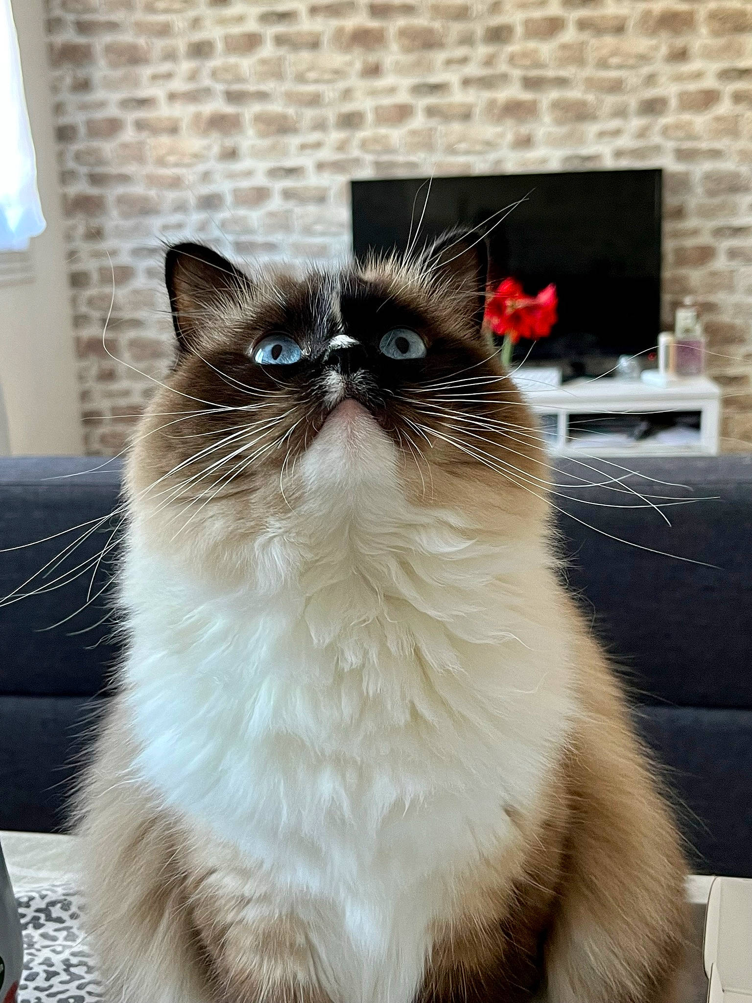Romance a rejoint le concours — aidez-le/la à gagner de superbes lots ! birman, carnivore, cat, couch, fawn, felidae, flooring, fur, rectangle, siamese, small_to_medium_sized_cats, snout, tail, thai, whiskers, window, wood