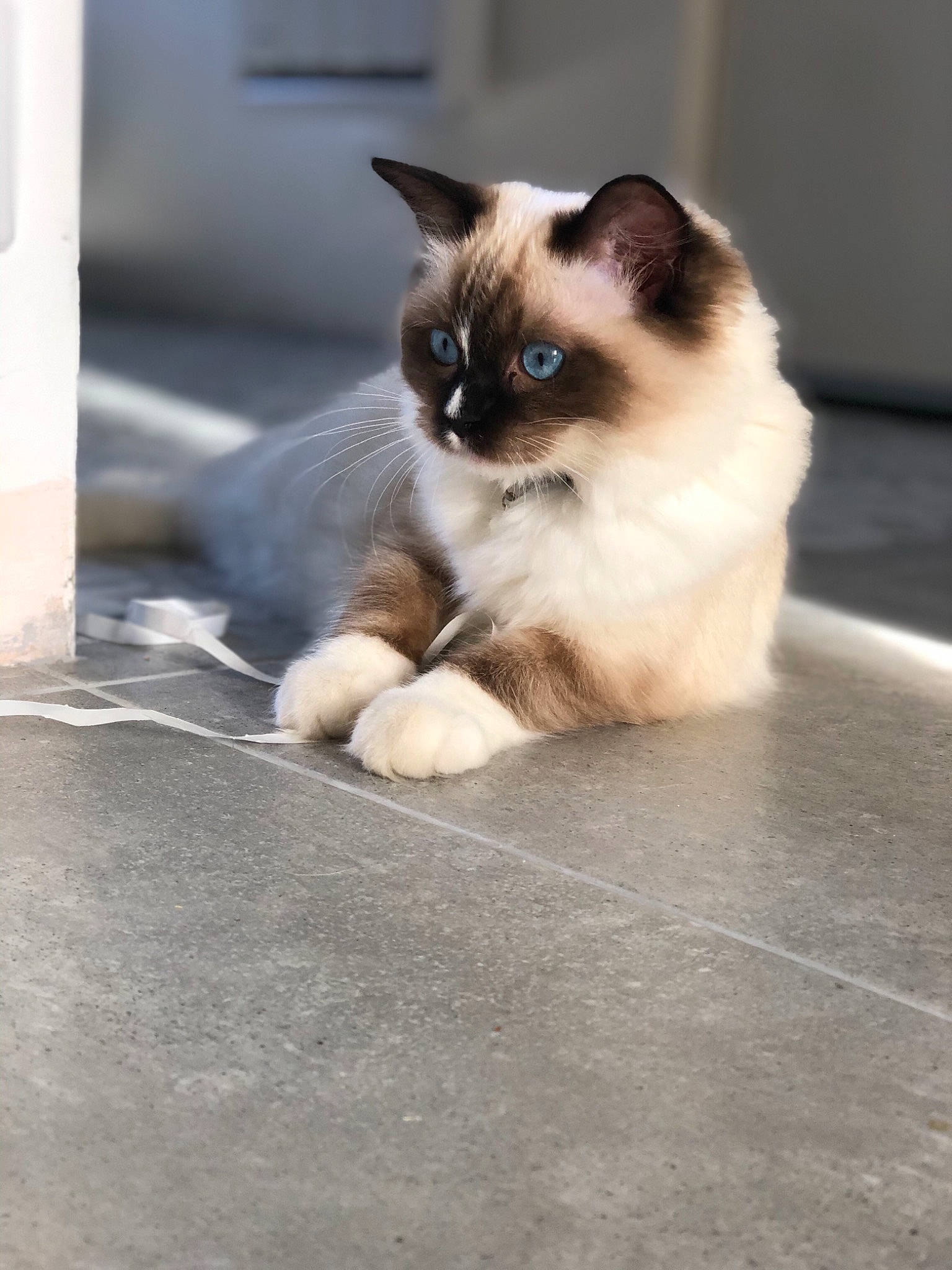 Romance a rejoint le concours — aidez-le/la à gagner de superbes lots ! balinese, birman, british_semi_longhair, burmese, carnivore, cat, domestic_long_haired_cat, eye, fawn, felidae, himalayan, kitten, mammal, ragdoll, siamese, small_to_medium_sized_cats, snowshoe, thai, whiskers