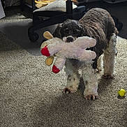 Mazie is registered to the contest to win money with this photo: animal, brown_dog, carpet, dog, domestic, floor, furry, home, indoor, office_chair, pet, pet_toy, playful, plush_toy, shelf, standing, stuffed_animal, toy, white_paws, yellow_ball