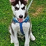 dog, puppy, husky, siberian_husky, animal, pet, grass, outdoor, sitting, tongue_out, blue_harness, leash, black_and_white, fluffy, pointed_ears, portrait, front_view, playful, cute, park