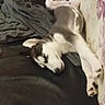 dog, black_and_white, sleeping, lying_down, upside_down, bed, bedroom, blanket, paws, legs, sprawled, relaxed, indoor, pet, animal, resting, floppy_ears, white_fur, dark_fur, funny_pose