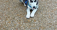 Aiko participe au concours pour gagner de l'argent avec cette photo : dog, puppy, siberian_husky, canine, blue_harness, leash, outdoor, patio, pebbles, brick_wall, blue_door, lying_down, pointed_ears, black_and_white_fur, white_paws, animal_portrait, pet, alert, playful, daylight