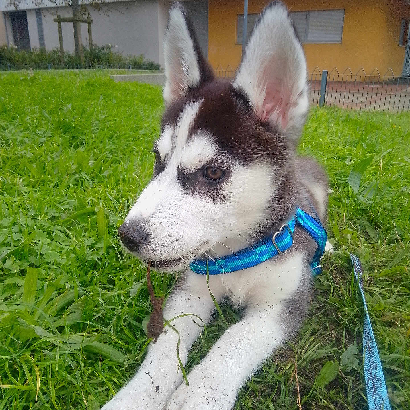 Aiko