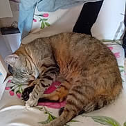 Princesse a rejoint le concours — aidez-le/la à gagner de superbes lots ! cat, tabby, sleeping, curled_up, pet, feline, animal, whiskers, paws, tail, fur, striped, indoors, chair, floral, fabric, bedroom, relaxed, nap, cozy
