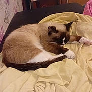 Perle a rejoint le concours — aidez-le/la à gagner de superbes lots ! cat, siamese_cat, sleeping, curled_up, bed, blanket, bedding, bedroom, cozy, indoors, floral_wallpaper, pink_clothing, white_paws, dark_face, dark_tail, furry, relaxed, resting, pet, photography