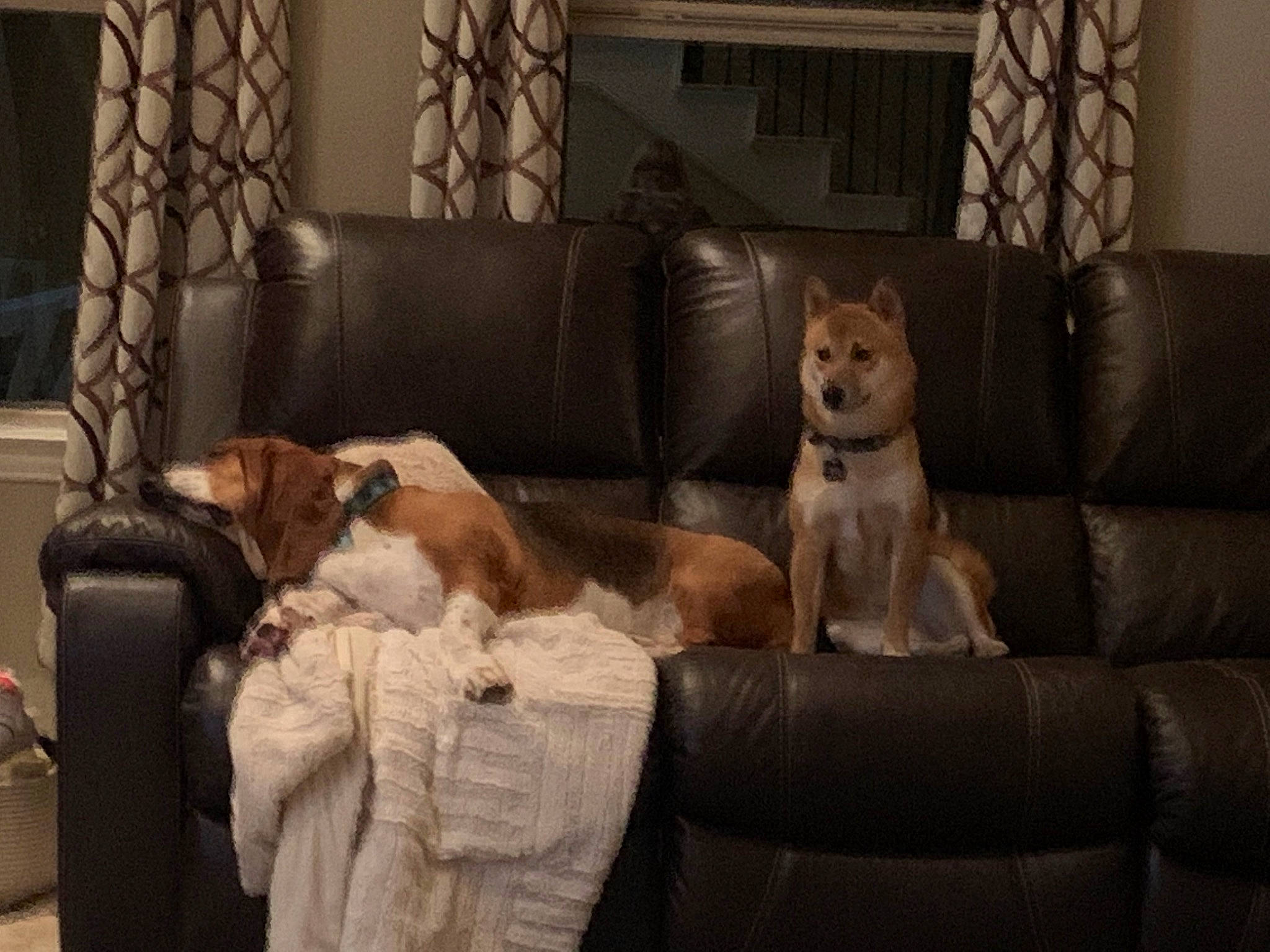 Oakley joined the competition — help win amazing prizes! brown, carnivore, comfort, companion_dog, couch, dog, dog_breed, fawn, felidae, floor, flooring, furniture, hardwood, interior_design, living_room, mammal, studio_couch, vertebrate, window, wood