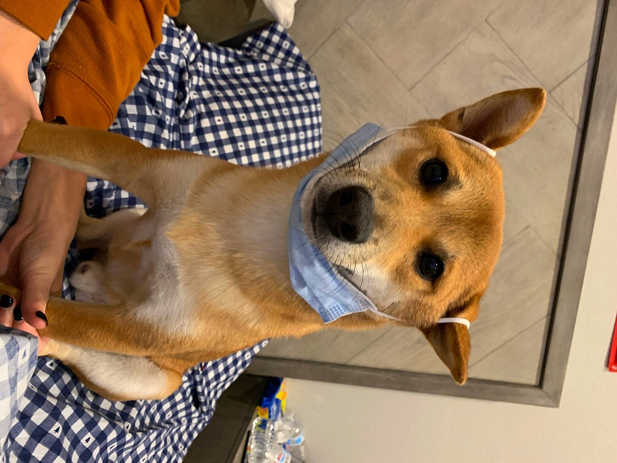 Oakley is registered to the contest to win money with this photo: animal_shelter, canidae, carnivore, collar, companion_dog, dog, dog_breed, dog_collar, dog_supply, fawn, fur, mammal, non_sporting_group, pet_supply, plaid, snout, sporting_group, tartan, whiskers, working_animal