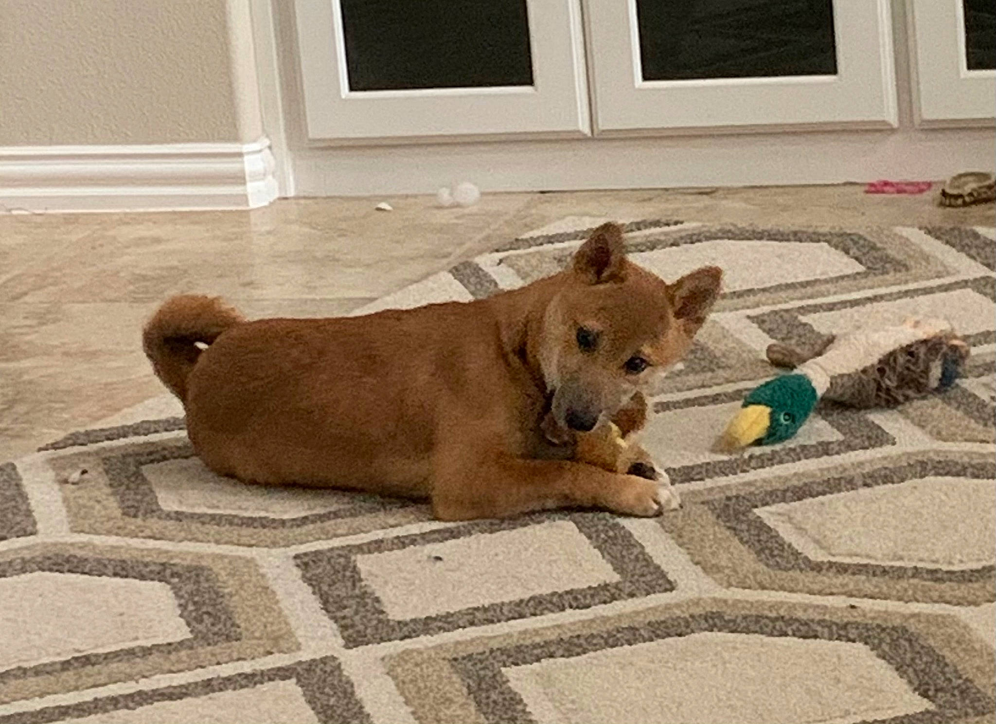 Oakley is registered to the contest to win money with this photo: carnivore, comfort, companion_dog, dog, dog_breed, fawn, felidae, floor, flooring, mammal, road_surface, sidewalk, snout, sporting_group, tail, terrestrial_animal, vertebrate, window, wood, working_animal