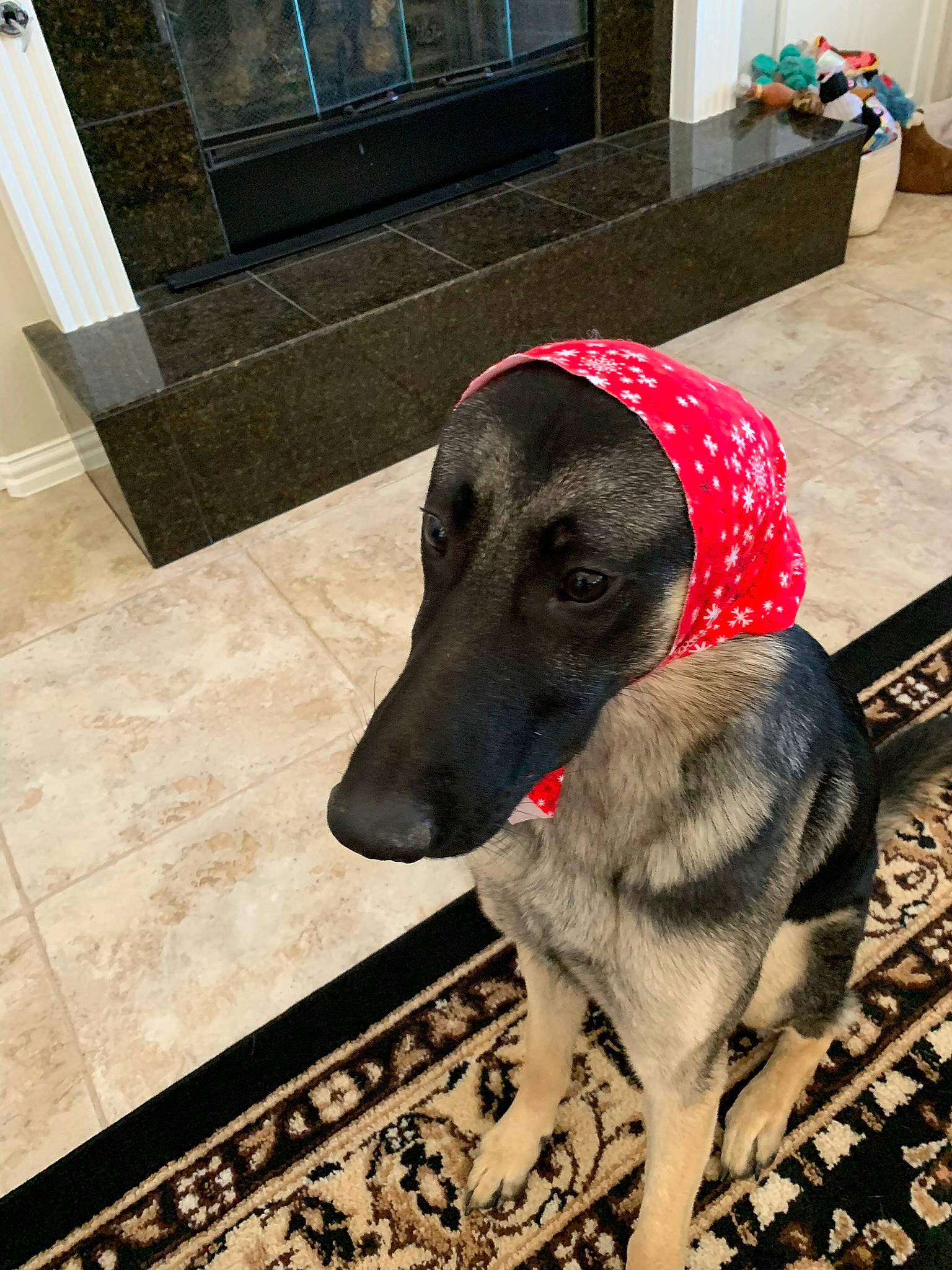 Luka joined the competition — help win amazing prizes! canidae, carnivore, companion_dog, dog, dog_breed, dog_supply, eye, fawn, floor, flooring, fur, houseplant, metal, pet_supply, sighthound, snout, sporting_group, tail, terrestrial_animal, working_animal