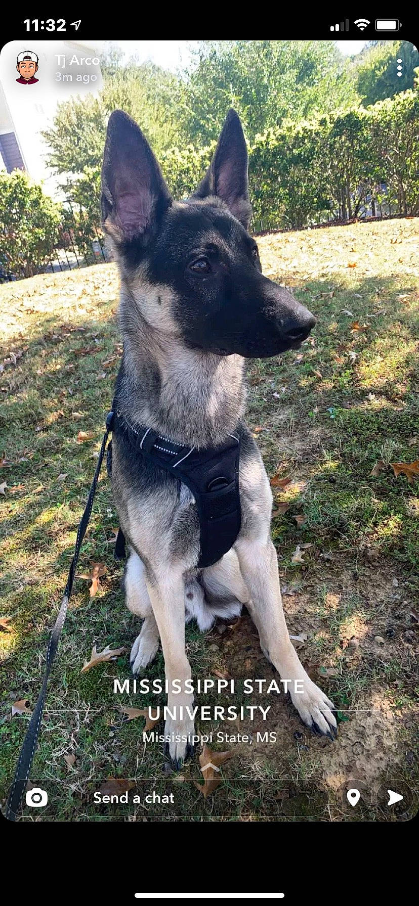 Luka joined the competition — help win amazing prizes! canidae, carnivore, collar, companion_dog, dog, dog_breed, dog_collar, dog_supply, east_european_shepherd, fawn, german_shepherd_dog, grass, herding_dog, pet_supply, plant, snout, sporting_group, tail, working_animal, working_dog