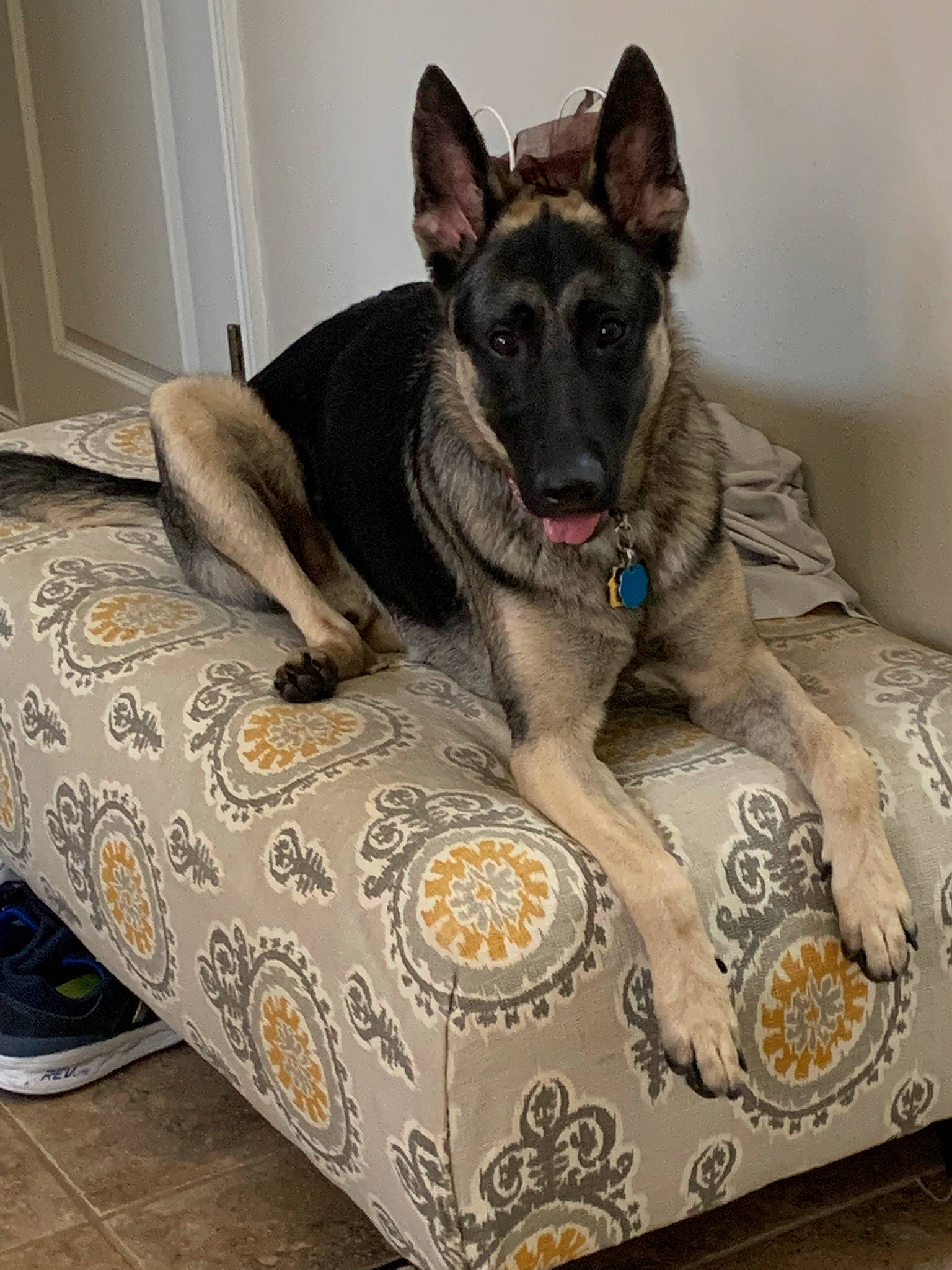 Luka is registered to the contest to win money with this photo: canidae, carnivore, comfort, companion_dog, dog, dog_breed, dog_supply, door, fawn, flooring, german_shepherd_dog, grey, herding_dog, pattern, paw, sitting, snout, sporting_group, working_animal, working_dog